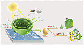 Au revoir le pétrole, bonjour les plantes