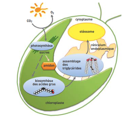 Des microalgues pour la production de biocarburants