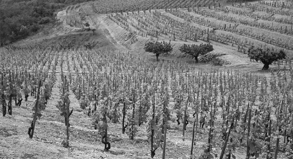 Le goût du vin