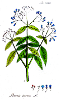 La chimie des plantes, avenir de la cosmétique