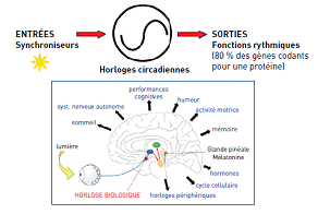 Lumière sur le cerveau : des horloges circadiennes à la luminothérapie