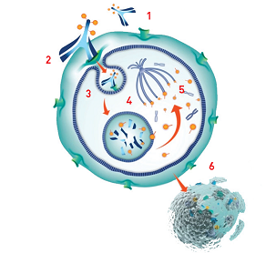 Immunoconjugués cytotoxiques, anticorps « armés » contre le cancer