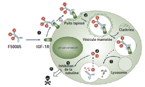 Développement d’un immunoconjugué cytotoxique ciblant le récepteur de l’IGF-1