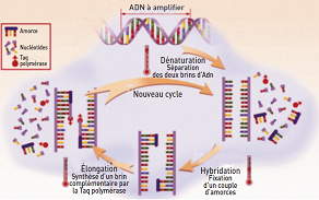 L’innovation diagnostique au service des défis de la médecine personnalisée pour la prise en charge du sepsis et des maladies infectieuses