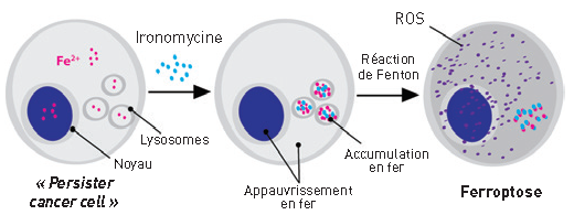 Reprogrammation de la réactivité du fer dans le cancer