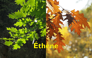 Pourquoi et comment les feuilles se colorent en automne et tombent en hiver ?