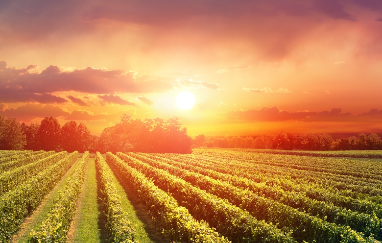 Zoom sur la vinification