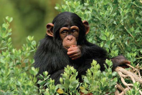 Au menu de nos cousins : diversité, perception gustative et chimie des aliments des primates 