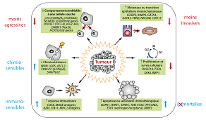 Des outils chimiques pour reprogrammer les cellules tumorales