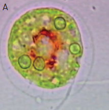 Dioxyde de carbone et microalgues : pour une chimie renouvelable