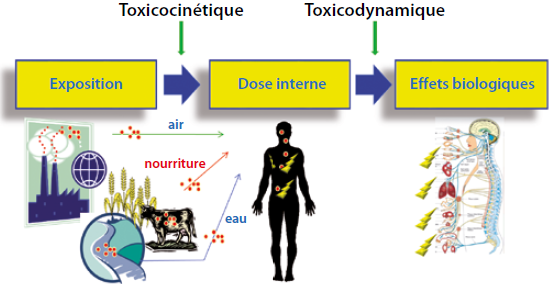 Effets chroniques des faibles doses de substances chimiques : enjeux et approches scientifiques