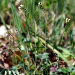 L’Arabidopsis thalania : une illustre inconnue 