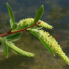 L’aspirine, une origine végétale