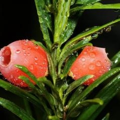De l’if à la pervenche : les plantes qui soignent