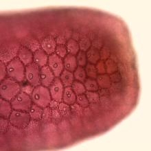Laurencia : diversité des espèces et des molécules