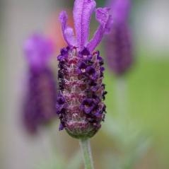 Une aromatique emblématique : la lavande