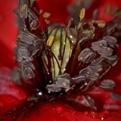 Les pavots, de l'opium à la morphine