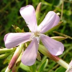 Les plantes à savon