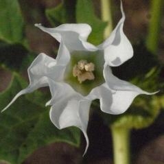 Les plantes toxiques