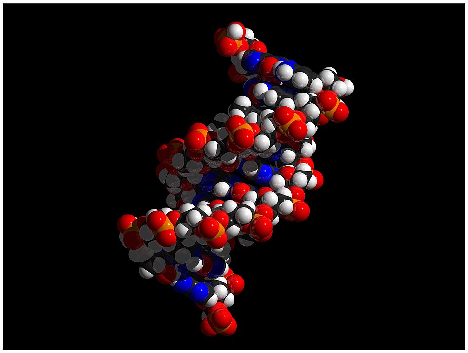 Double hélice ADN