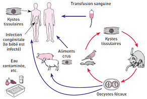 Des nanoparticules d'amidon mimant l'infection pour vacciner contre la toxoplasmose