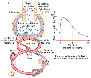 Nanotechnologies pour la nanomédecine : questions sur la toxicité et aspects règlementaires