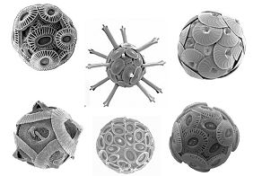 Nanostructures biologiques