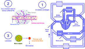 Translation des nanomédicaments jusqu’à la preuve de concept clinique - Gestion de la qualité fondée sur les niveaux de maturité technologique