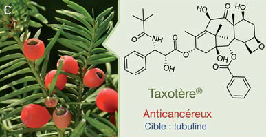 La nature pour inspirer le chimiste : substances naturelles, phytochimie et chimie médicinale
