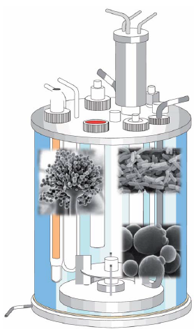 Valorisation biologique des agro-ressources 