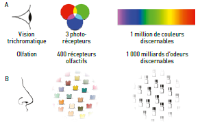 Odeurs et représentations mentales