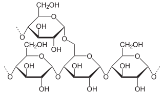 Motif de l'amylopectine